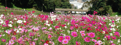 くりはま花の街フェア：秋