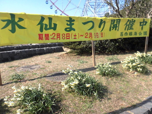 葛西臨海公園「水仙まつり」